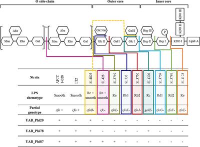 Impact of mutagenesis and lateral gene transfer processes in bacterial susceptibility to phage in food biocontrol and phage therapy